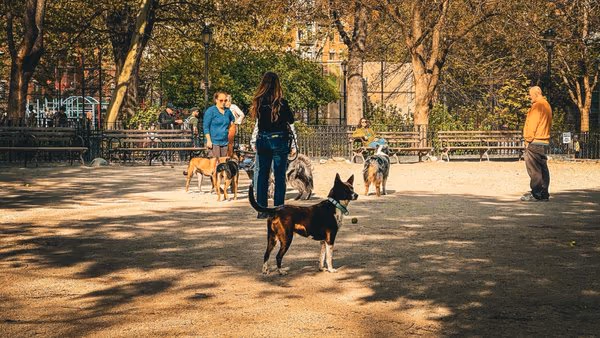 Dog Run at Hackett Park